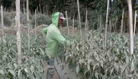 1.681 Hektare Lahan Sayuran di Magelang Terkena Abu Vulkanik Merapi - GenPI.co