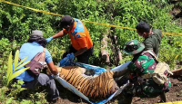 Harimau Ditemukan Mati Terjerat di Aceh Selatan, 19 Saksi Diperiksa - GenPI.co