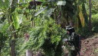 Ladang Ganja Seluas 1,5 Hektare Ditemukan di Aceh Besar - GenPI.co