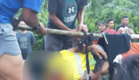 Petani Karet di Siak Ditemukan Tewas Diduga Diserang Harimau - GenPI.co
