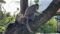 Wisatawan Pulau Monyet di Kalsel Alami Lonjakan Fantastis - GenPI.co