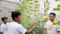 Gandeng Milenial, PMN Dukung Ganjar Gelar Pelatihan Menanam Melon - GenPI.co
