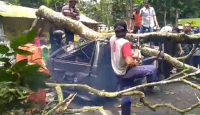 Pengemudi Tewas Seusai Mobilnya Tertimpa Pohon Tumbang di Jember - GenPI.co