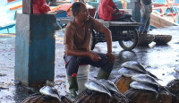 Nelayan Banda Aceh Panen Ikan Tongkol, Harganya Jadi Murah - GenPI.co