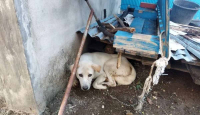 2 Balita dan 1 Orang Dewasa Meninggal Akibat Gigitan Anjing Rabies di TTS - GenPI.co