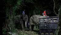 Gembira Loka Zoo Yogyakarta Kedatangan 3 Gajah Sumatra - GenPI.co