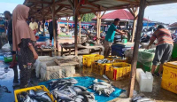 Harga Ikan di Aceh Timur Turun, Jenis Tongkol Rp 10 Ribu per Kg - GenPI.co