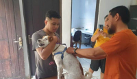 5 Orang Meninggal Dunia Akibat Digigit Anjing Rabies di Ambon - GenPI.co