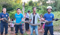 Ular Piton dengan Panjang 3 Meter Dievakuasi dari Permukiman di Bintan - GenPI.co