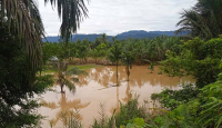 20 Hektare Lahan Pertanian Terdampak Banjir di Pasaman Barat - GenPI.co