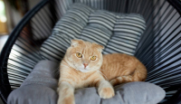 3 Mitos tentang Kucing Peliharaan yang Harus Dilupakan - GenPI.co