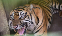 3 Ekor Harimau Medan Zoo Mati, Pemkot Medan Diultimatum - GenPI.co