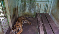 4 Ekor Harimau Mati, Walhi Minta Medan Zoo Ditutup - GenPI.co