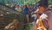 Bikin Resah Warga, Harimau Sumatra Akhirnya Masuk Kandang Perangkap di Aceh Selatan - GenPI.co