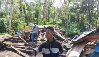 Waduh! Kawanan Gajah Liar Rusak Area Wisata Bandar Negeri Suoh dan Rumah di Lampung Barat - GenPI.co