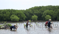 Komitmen Melestarikan Lingkungan, Bio Farma Tanam 4.000 Mangrove - GenPI.co