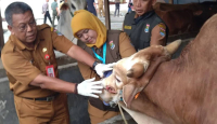 8 Kasus Cacing Hati Ditemukan pada Hewan Kurban di Tangerang - GenPI.co
