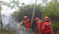 Lahan Seluas 750,83 Ha di Sumatra Selatan Terbakar - GenPI.co