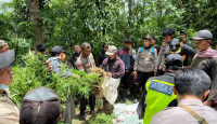 Astaga! Ada Ladang Ganja di Lereng Gunung Semeru - GenPI.co