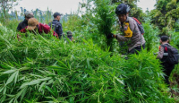 Ya Ampun! Temuan Tanaman Ganja di Gunung Semeru Bertambah, Jadi 25.000 Batang - GenPI.co