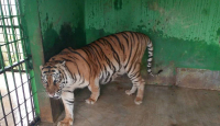 Lagi-Lagi Harimau Koleksi Medan Zoo Mati, Ini Penyebabnya - GenPI.co