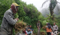 Polisi Kembali Temukan Ladang Ganja Baru di Gunung Semeru, Ada 4 Titik - GenPI.co