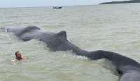 Waduh! Paus Terdampar di Teluk Balikpapan, Ini Kondisinya - GenPI.co