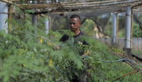 PLN Inisiasi Biomassa Berbasis Pertanian Terpadu, Ubah Lahan Kritis Jadi Produktif - GenPI.co