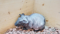 Skinny Guinea Pig, Marmot Unik Tanpa Rambut Dibanderol Rp 3 Juta - GenPI.co
