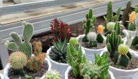 3 Jenis Kaktus Mini Yang Cocok Untuk Dekorasi Ruangan, Cantik! - GenPI.co