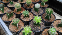 4 Cara Merawat Kaktus Mini, Gampang Banget! - GenPI.co