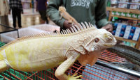 Iguana Albino, Jenis Termahal yang Sedang Jadi Primadona - GenPI.co