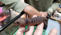 Punya Tubuh Unik, Kadal Baby Dragon Kini Diminati Pencinta Reptil - GenPI.co