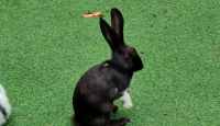 Bandung Rabbit Lover Edukasi Masyarakat Tentang Kelinci - GenPI.co