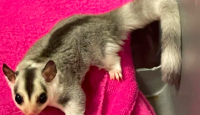 Jangan Sembarangan, Ini 3 Pilihan Makanan Untuk Sugar Glider - GenPI.co