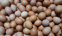Emak-emak Menjerit Terkait Harga Telur Ayam Meroket, Ya Ampun - GenPI.co