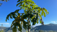 Hanya Tumbuh di Dieng, Yuk Mengenal Buah Carica yang Laris Manis - GenPI.co