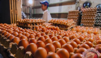 Manfaat Telur Rebus: Kesehatan Otak dan Turunkan Berat Badan - GenPI.co Bali