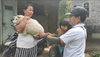 Rabies Makan Korban, Distan Buleleng Bali Eliminasi Anjing - GenPI.co Bali