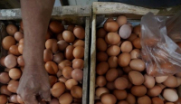 Harga Telur Naik, Disperindag Bali Sebut Biang Keroknya - GenPI.co Bali