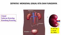 Kesehatan: Penyebab Terbanyak Gagal Ginjal dan Penanganannya - GenPI.co Bali
