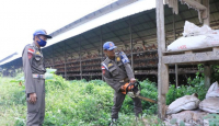 Pemkab Serang Bakal Bongkar Total Peternakan Ayam di Cikeusal - GenPI.co Banten