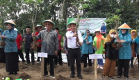 Pemprov Banten Luncurkan Gerakan Tanam Sejuta Pohon Kelor - GenPI.co Banten