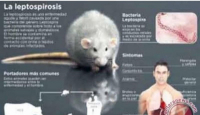 Warga Jabar Waspada, Infeksi Kencing Tikus Berbahaya - GenPI.co Jabar