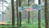 Pohon Berusia 30 Tahun Bikin Hutan Pinus Limpakuwus Makin Sejuk - GenPI.co Jateng