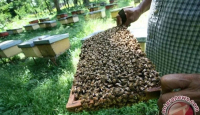 Selain Estetis, Menanam Bunga di Rumah Juga Bermanfaat Bagi Lebah - GenPI.co Jateng