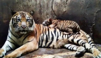 Diserang Harimau, Karyawan Serulingmas Zoo Meninggal Dunia - GenPI.co Jateng