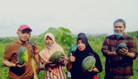 Jepara Panen Raya Semangka, Produktivitas 24 Ton per Hektare - GenPI.co Jateng