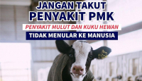 Sejumlah Ternak Mati di Klaten Bukan Akibat PMK, Kata DKPP - GenPI.co Jateng