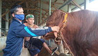 8 Ternak di Batang Terpapar PMK, Pasar Hewan Akan Ditutup - GenPI.co Jateng